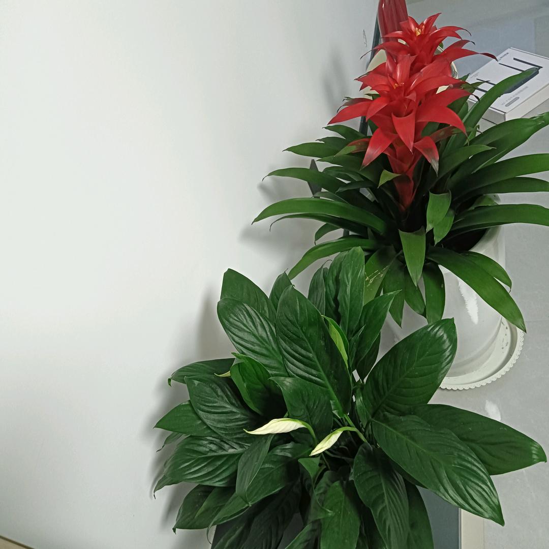 小辣椒
