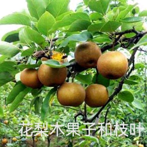 和氣致祥