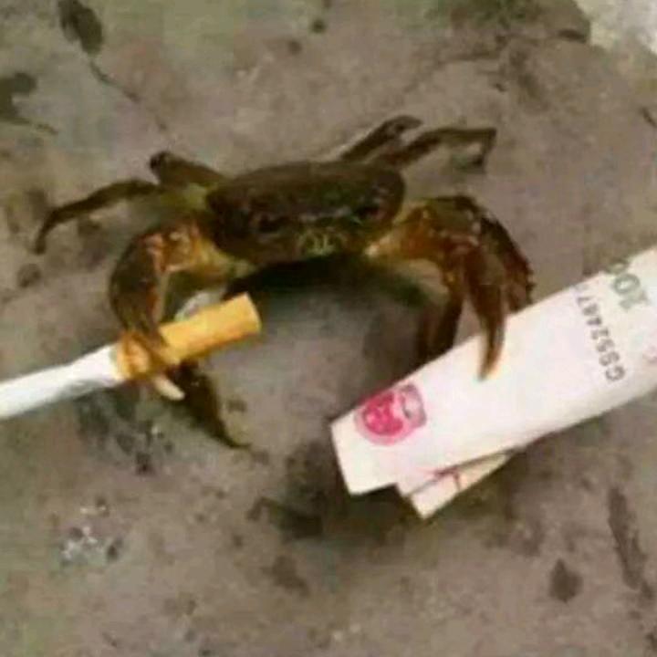 大燕赶海领队