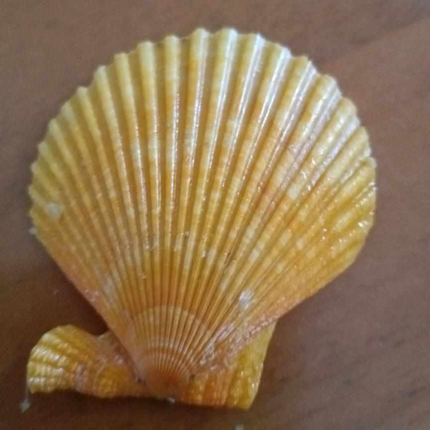 开心果