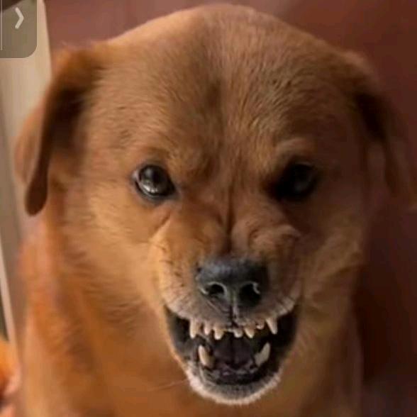 DNF阿熊(华丽大枪)