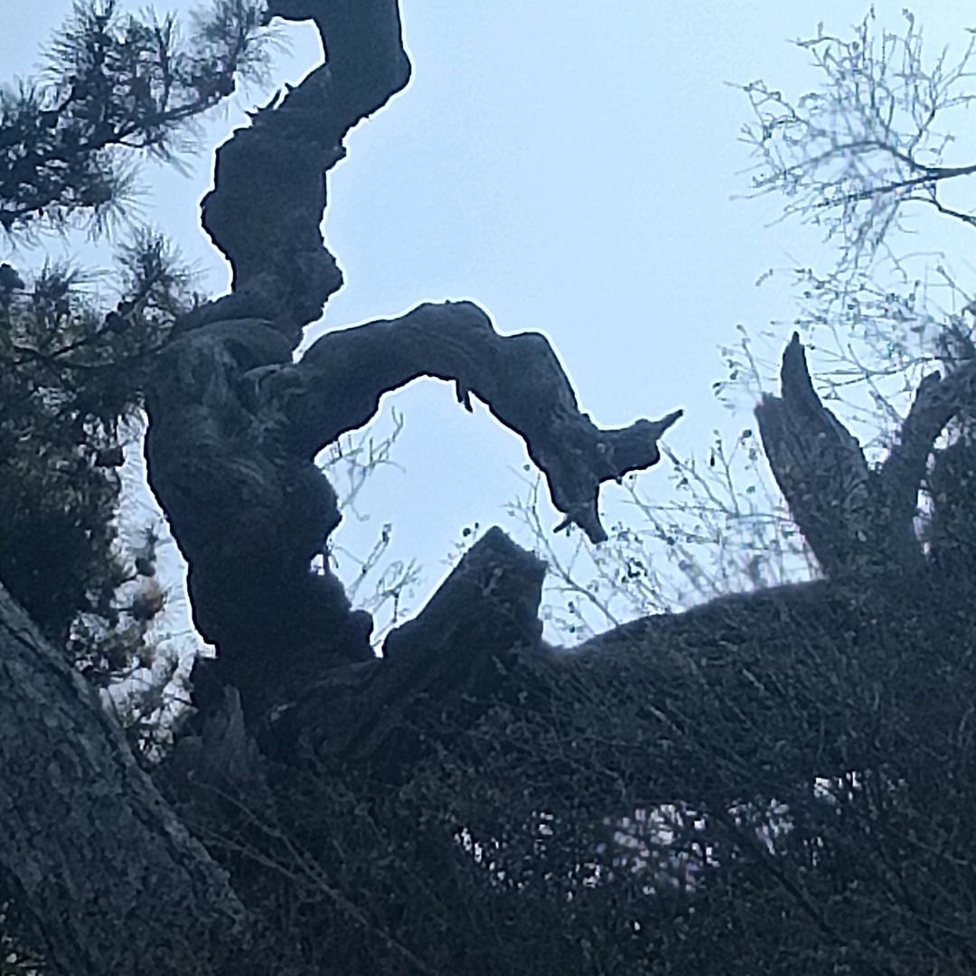纯野生药材