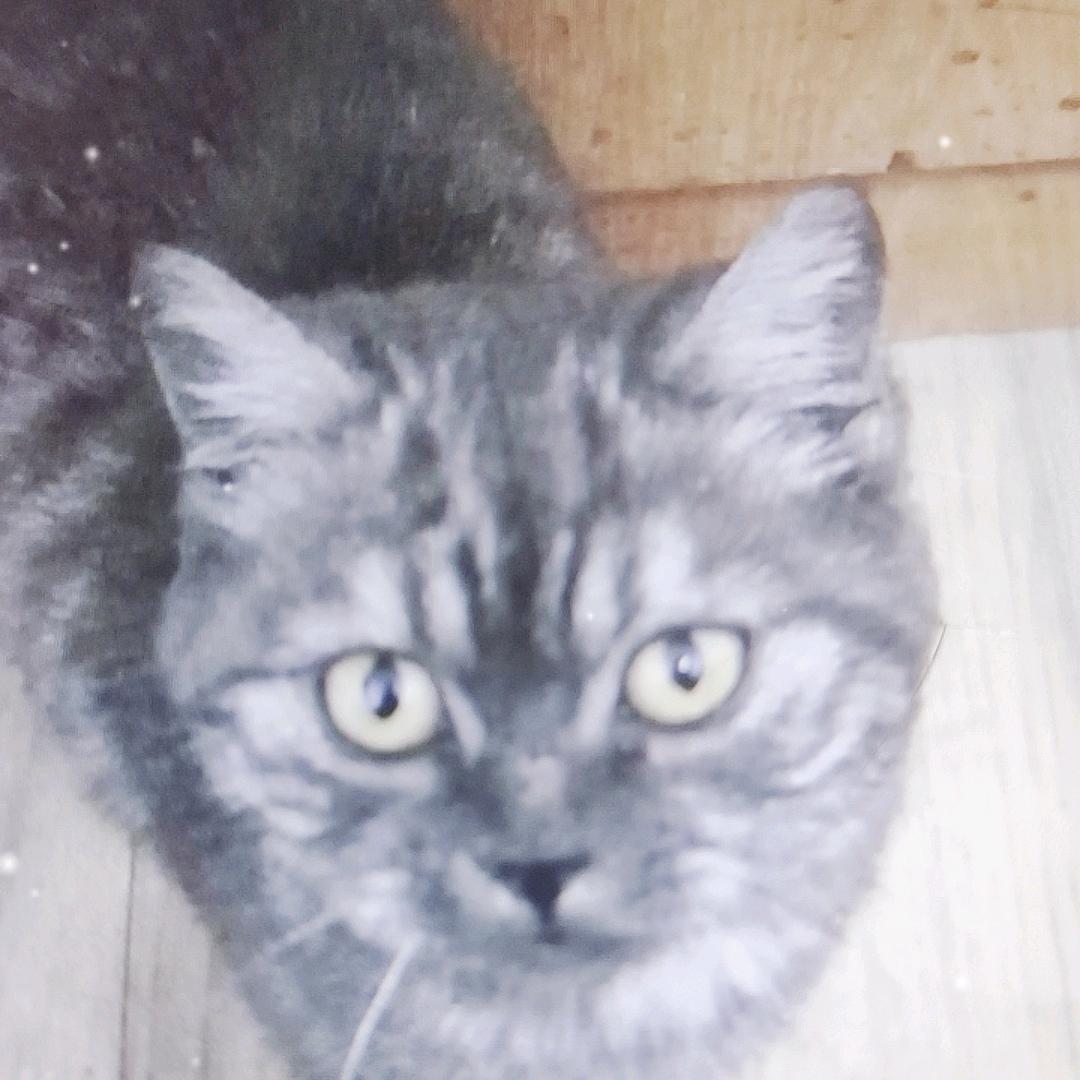 小年