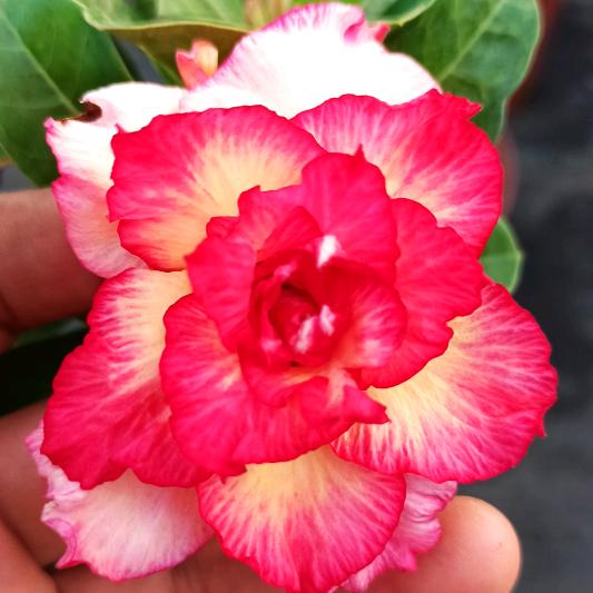 花泽类绿植花卉