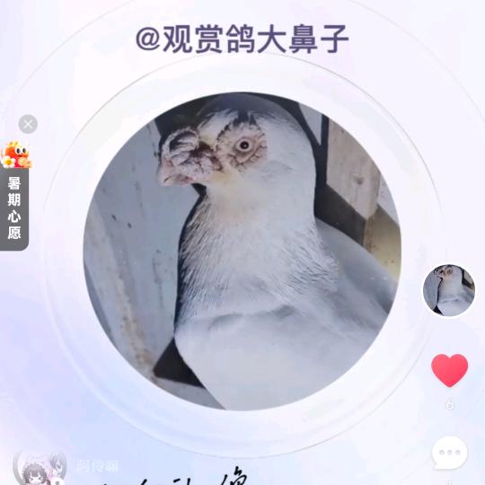 观赏鸽