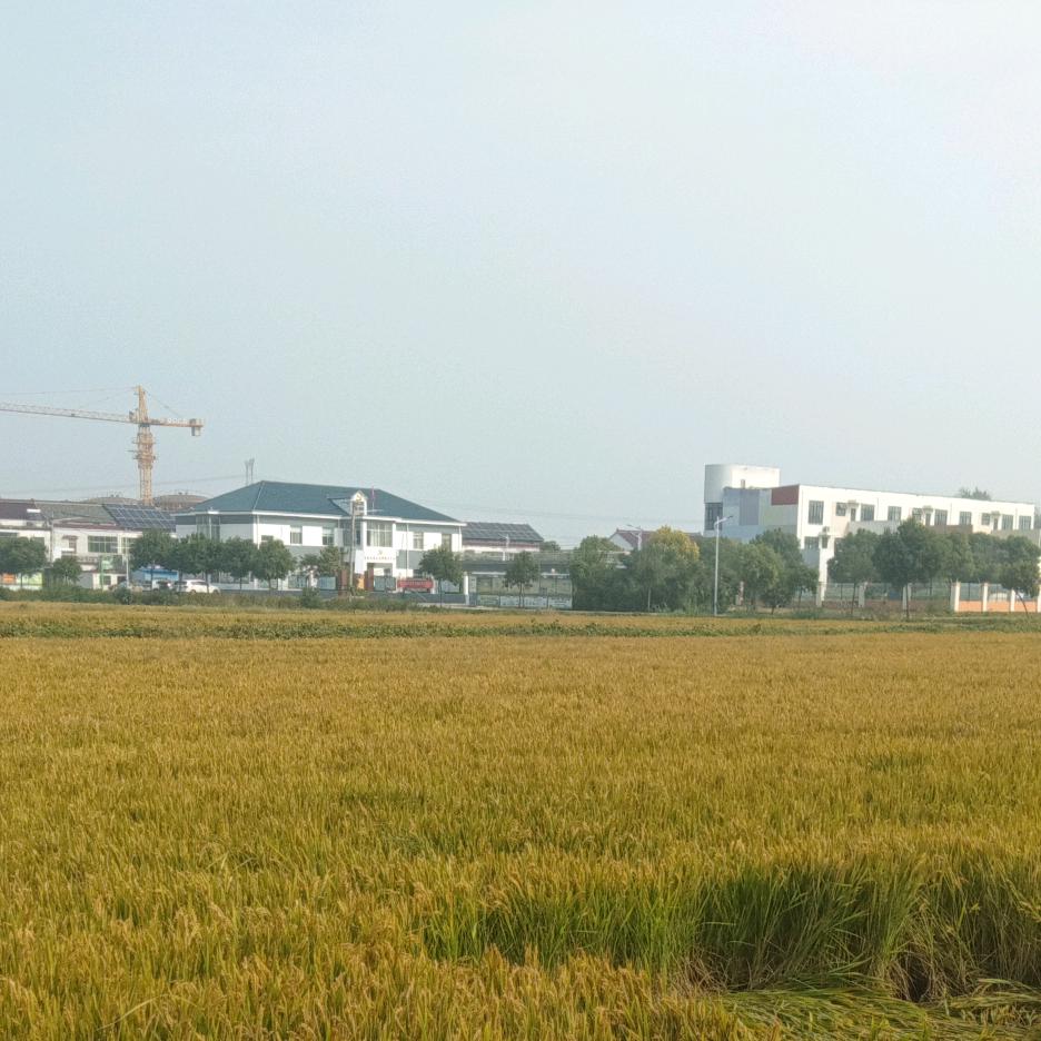 非州依哥