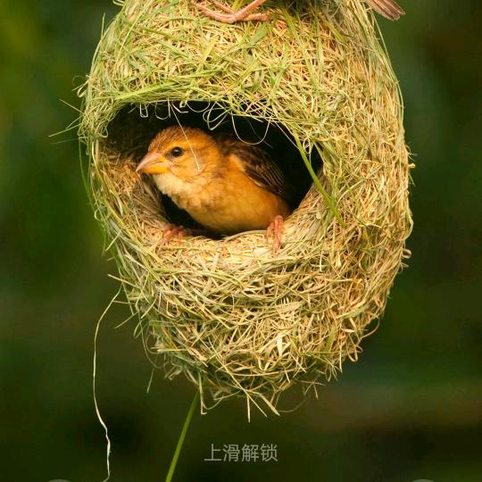 小玉米人
