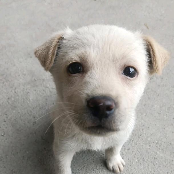 嘟嘟、（是只狗🐶）