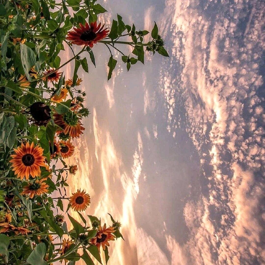 🌾故事的小黄瓜🍃