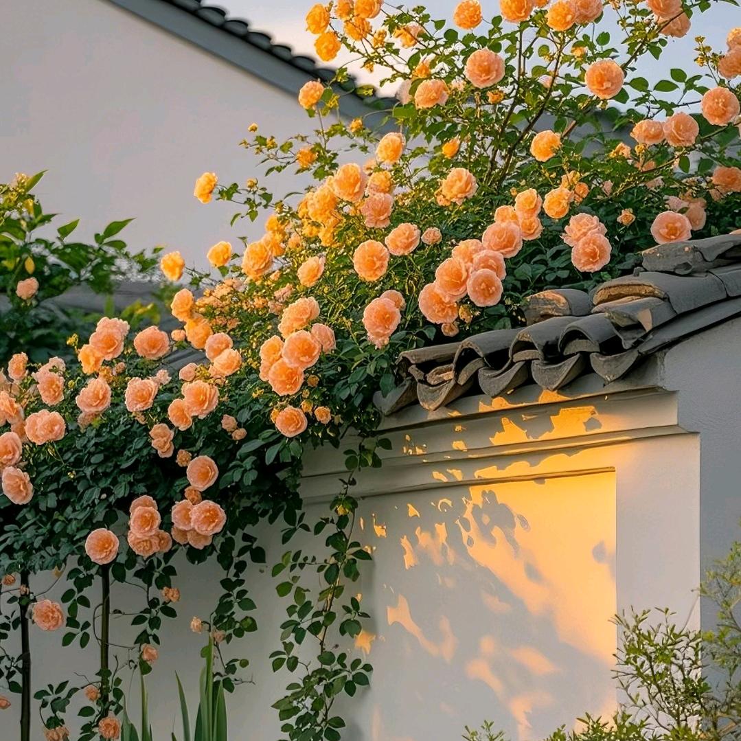 ʟ̆̈ᴜ̆̈ᴄ̆̈ᴋ̆̈ʏ̆̈🧡