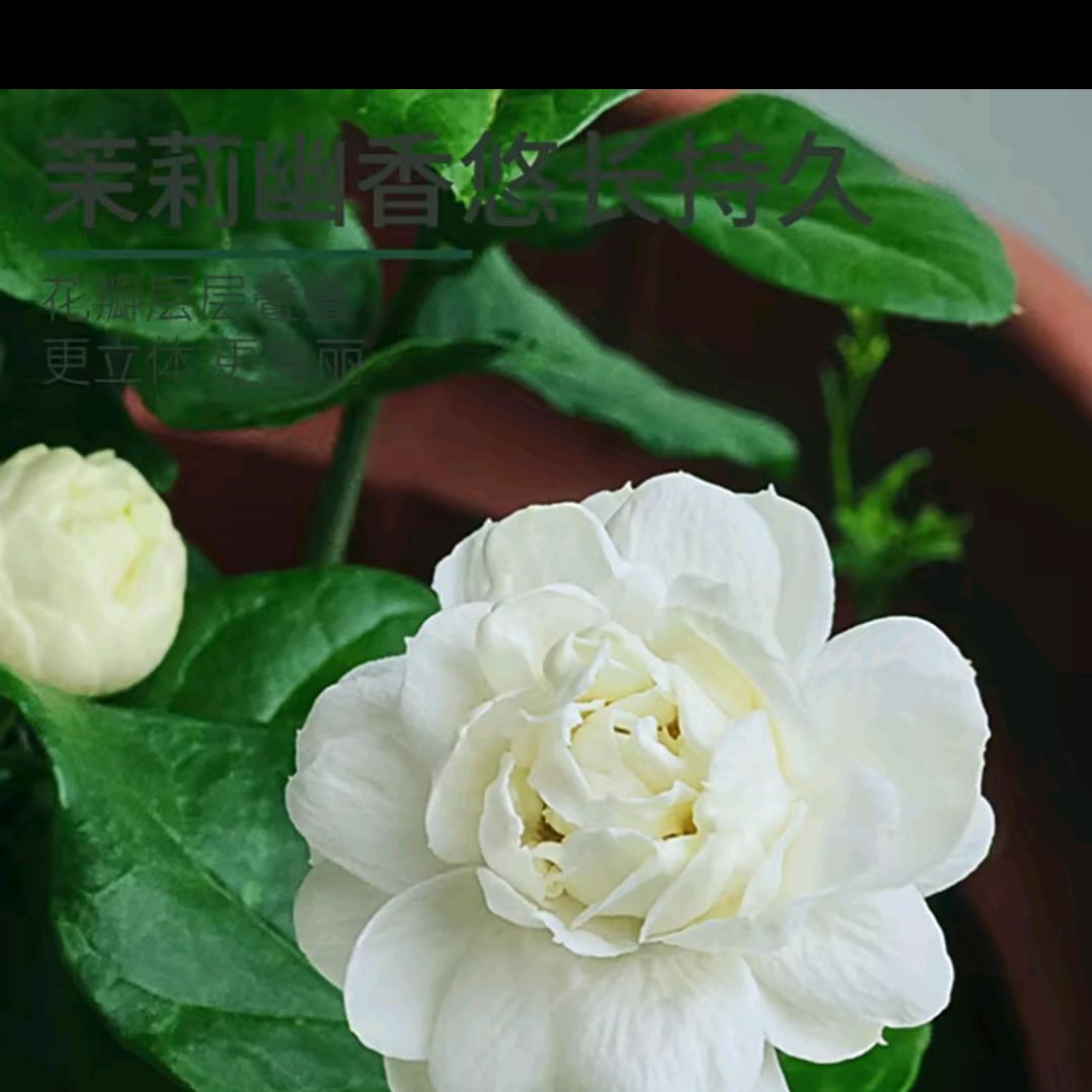茉莉花香