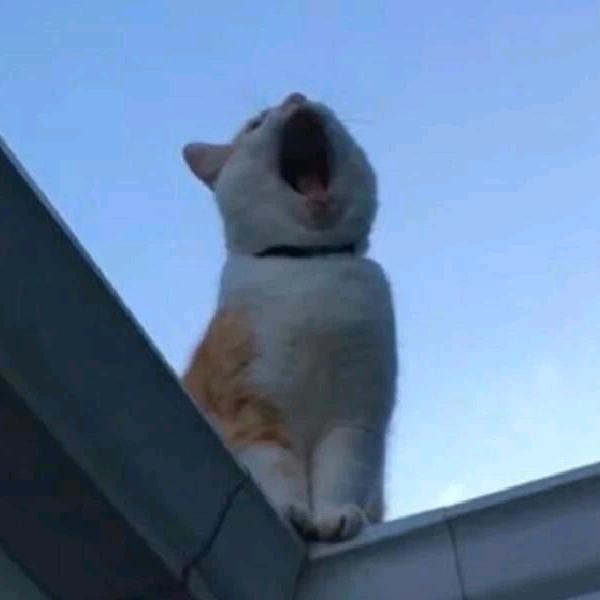 好雨季（咚咚母