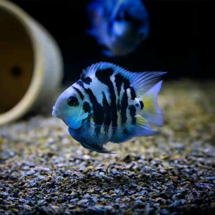 鱼乐圈水族用品