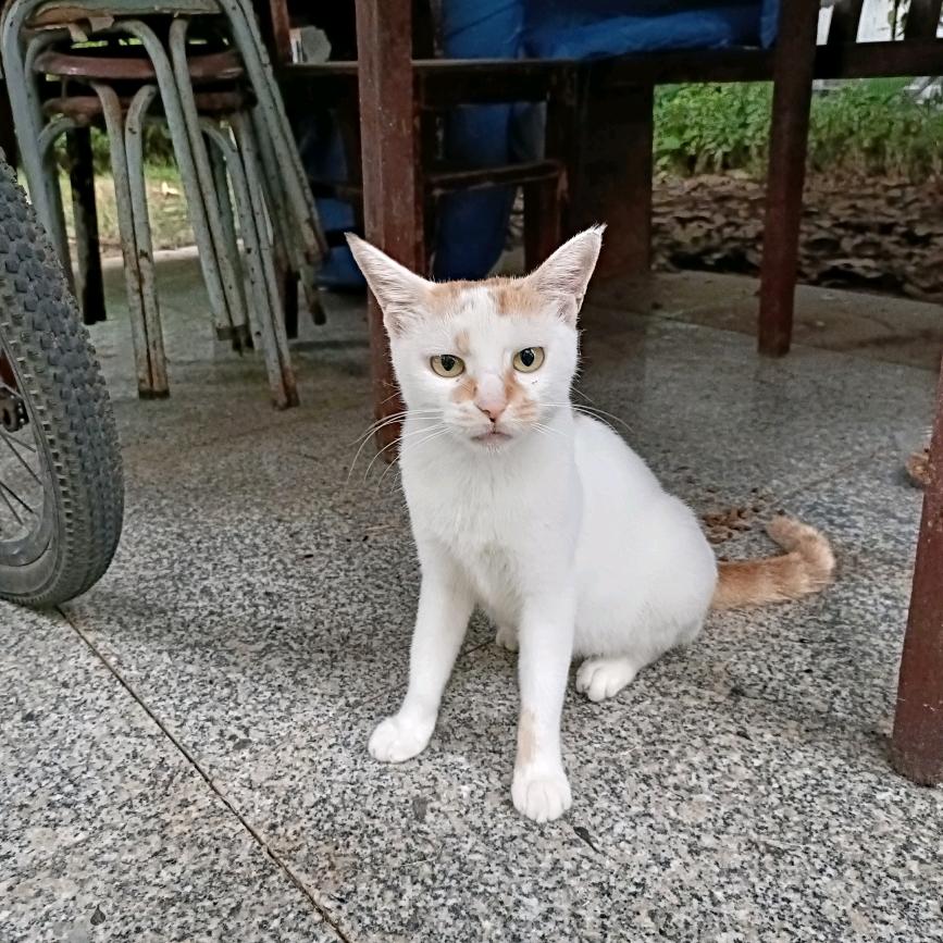带珍珠耳环的猫咪