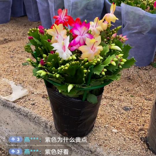 蟹爪兰