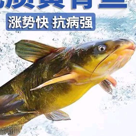 大型水产合作养殖