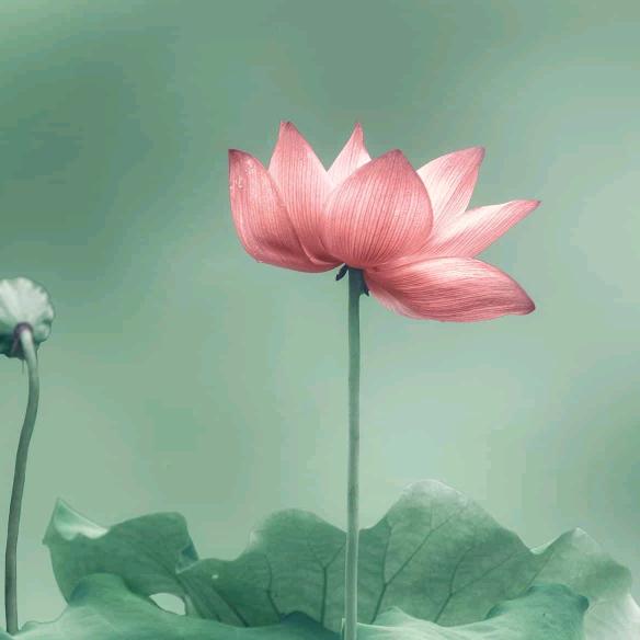 任兰