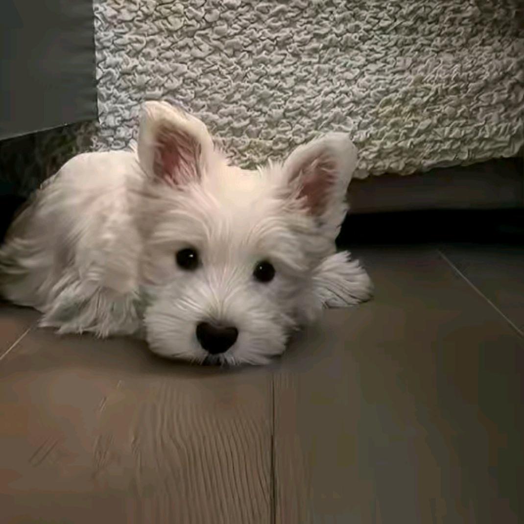 栀子花