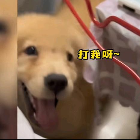 小样