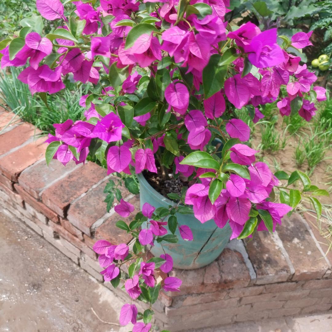 （<我爱故乡>）