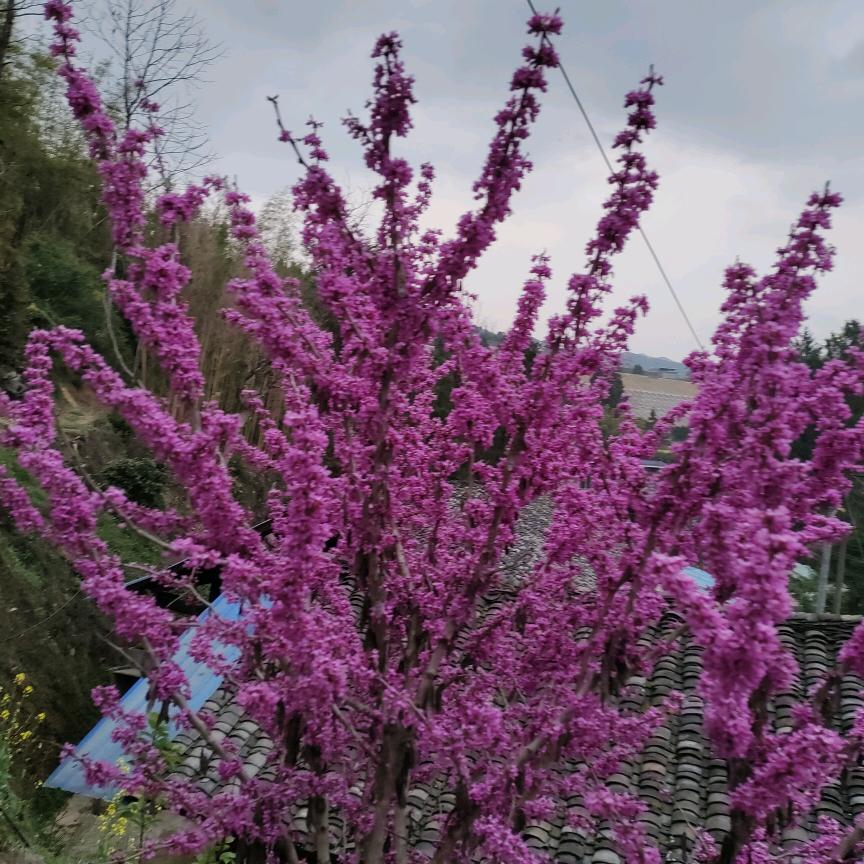 麒麟HD龙