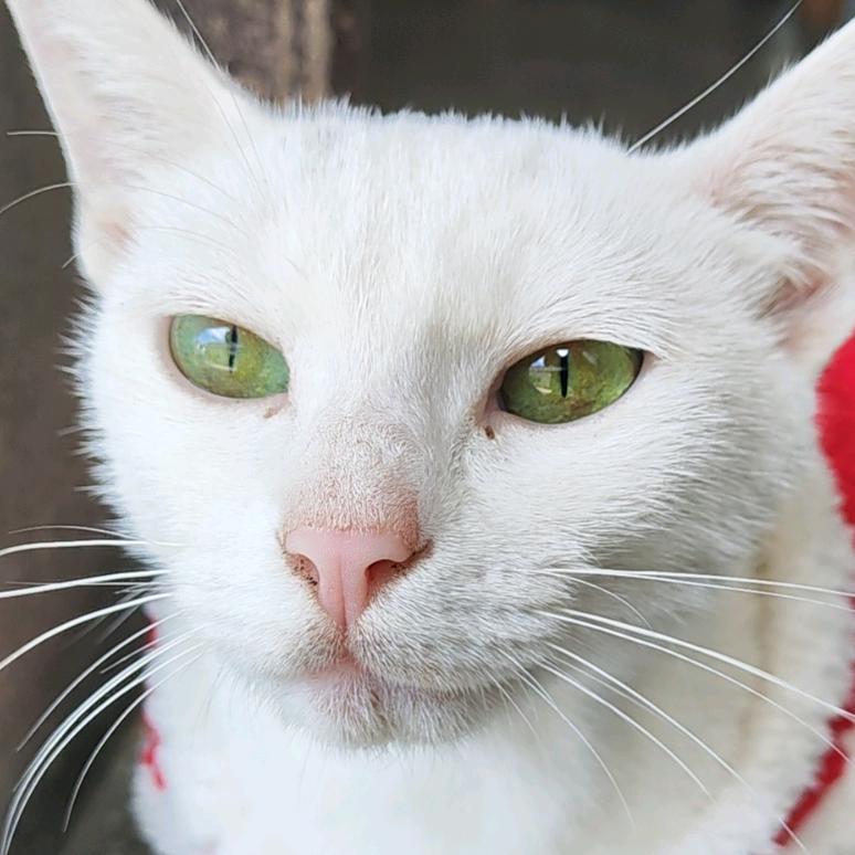猫小芋测评