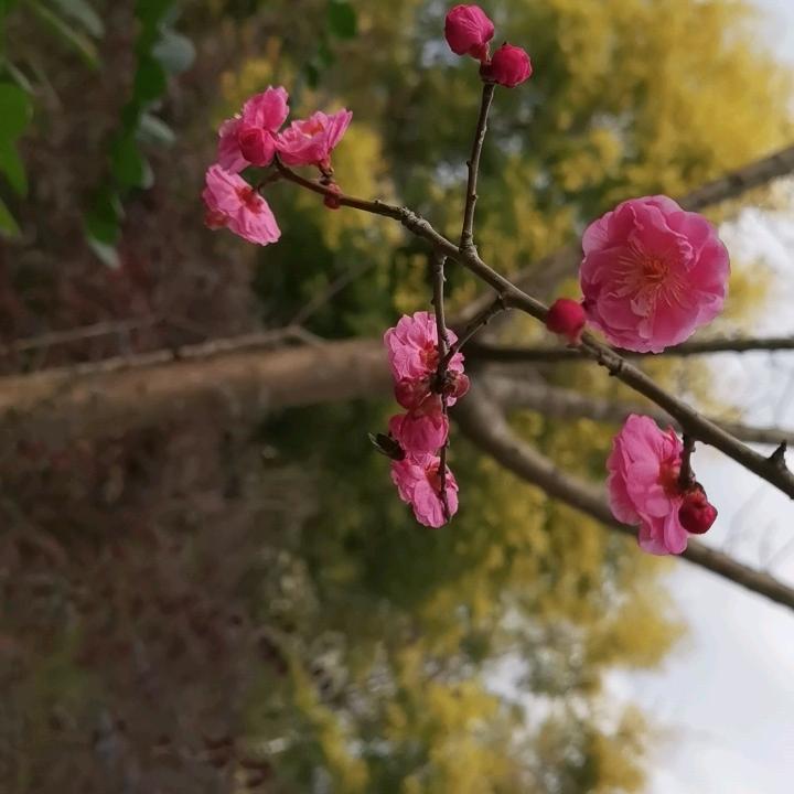馨荣