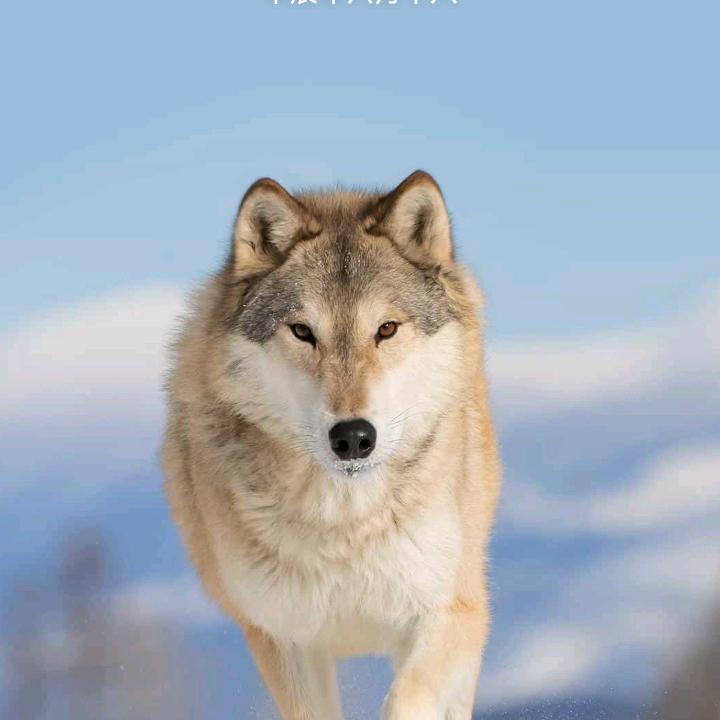 仧乆          伈刧