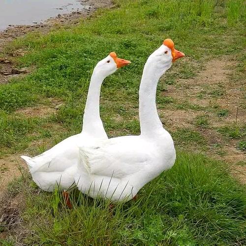 大鹅养殖（浙东鹅）