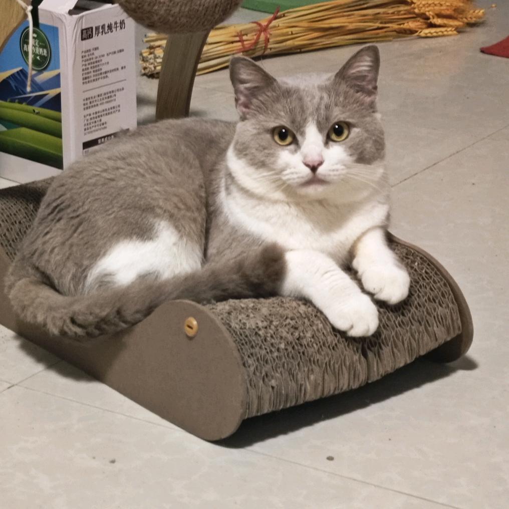 来心💕✨不待春风✨