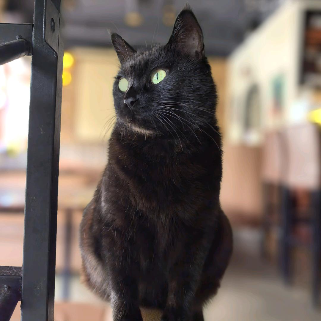 盒子里的～猫