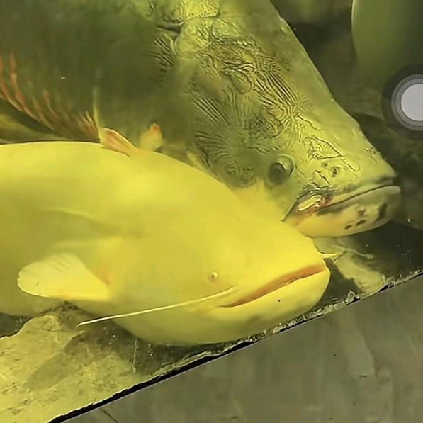 隐藏任务之我在鱼排钓小小小小鱼🐟