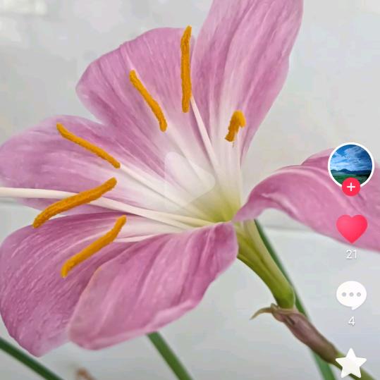 喜羊羊32812