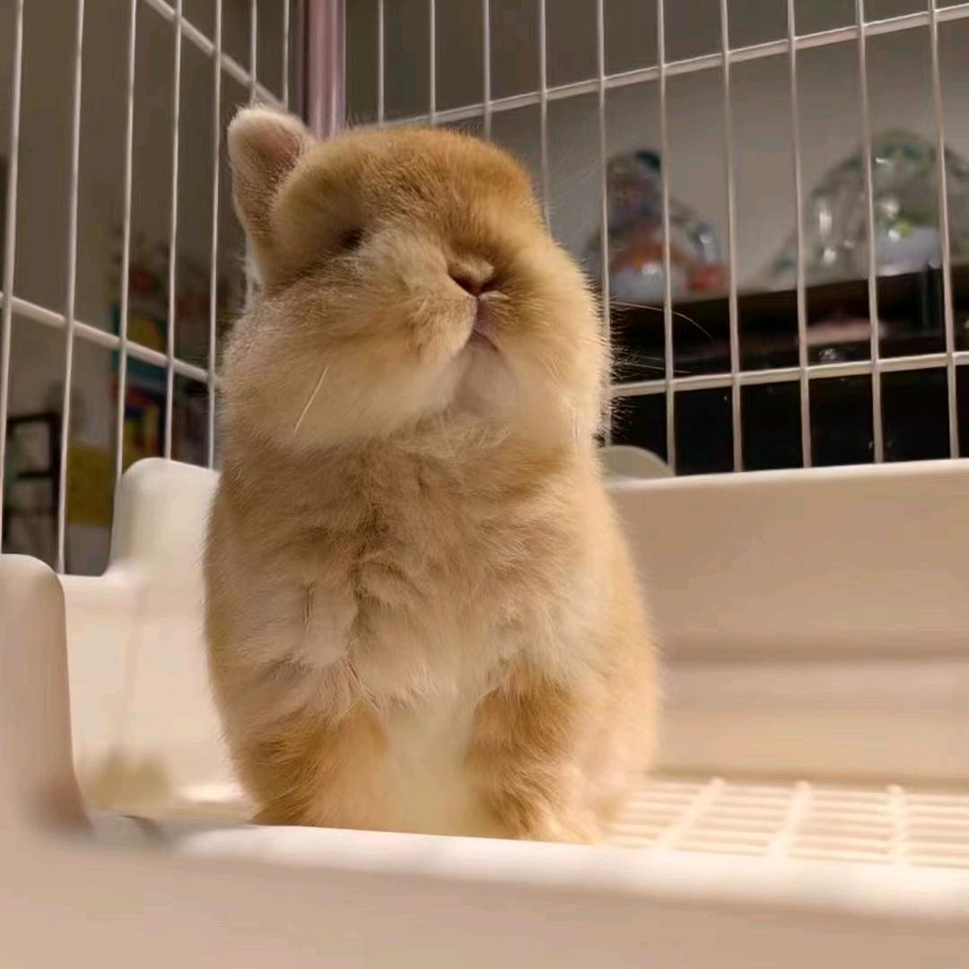 万顺宠物优品