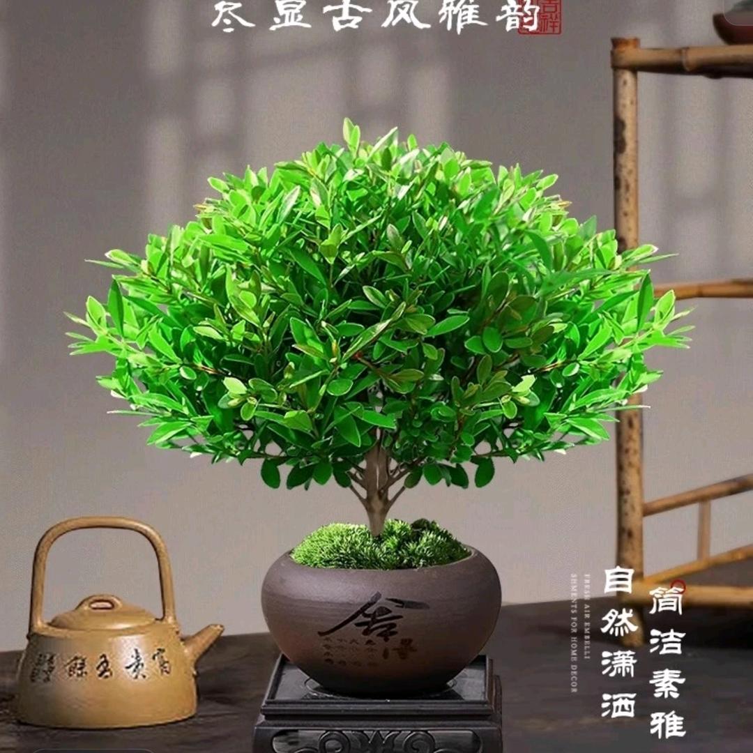 绿植好运来财