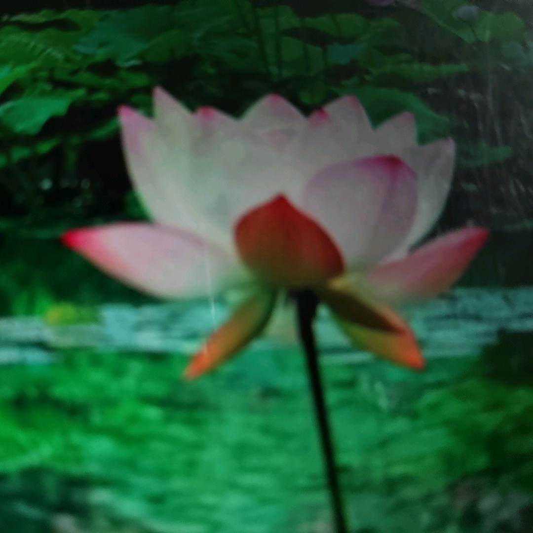 月色荷塘
