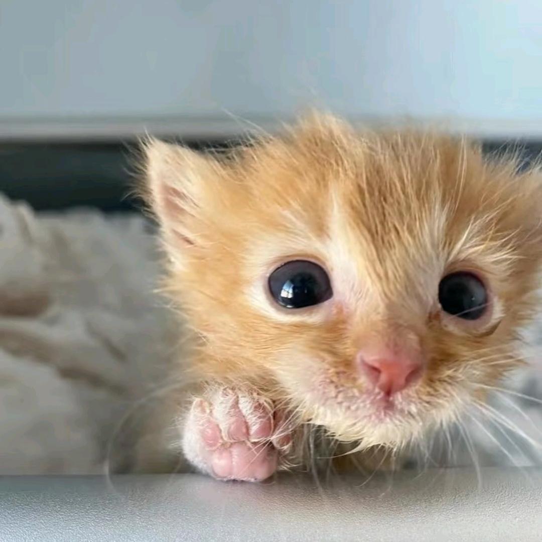 橘猫的穿搭日记