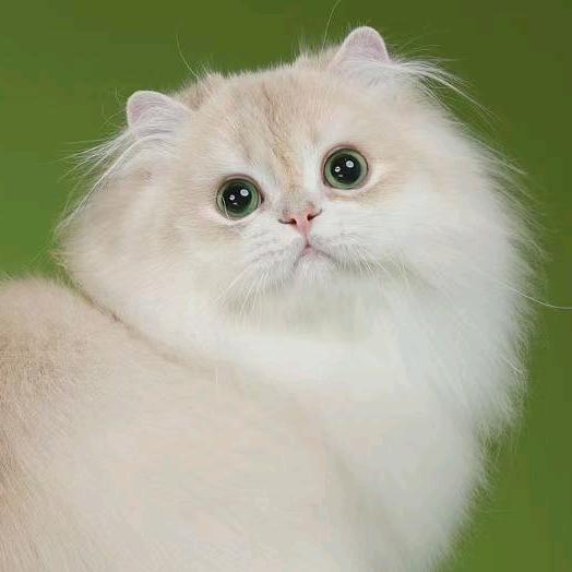 金子般的小猫