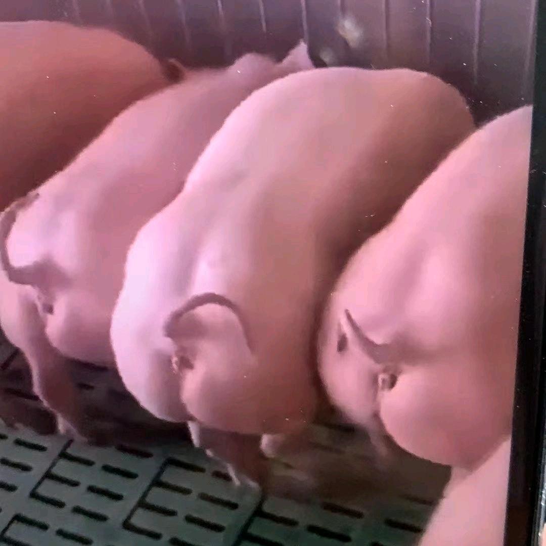 长期有猪儿卖需要腊肉联系我吧刘本桂