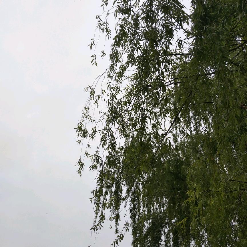 晚风清羽