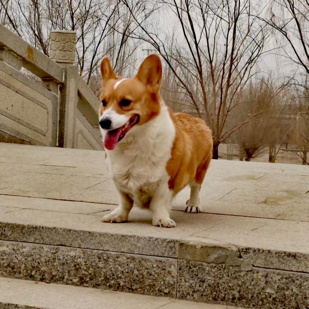 独狼🐺³⁶