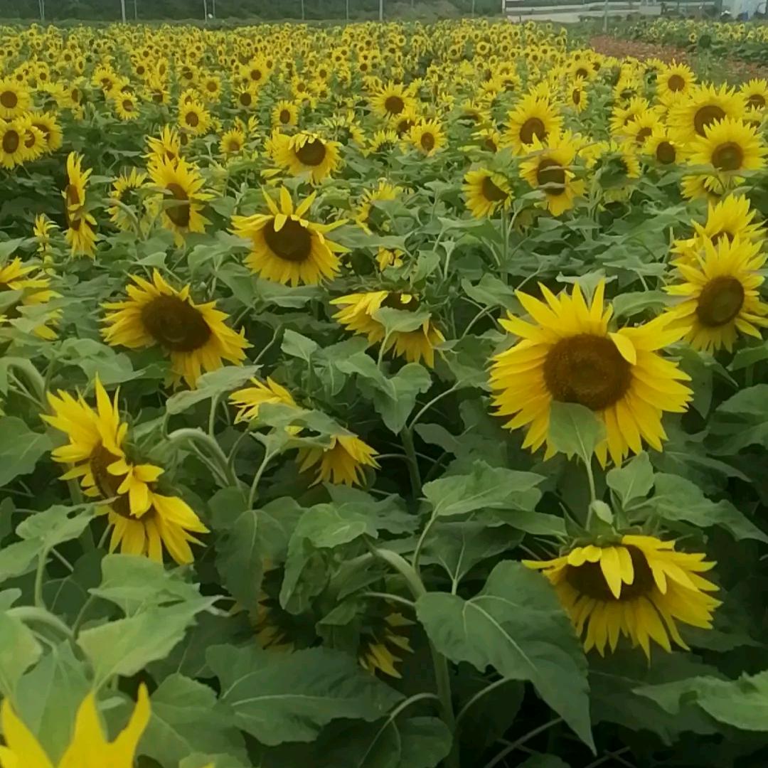 🐉粤菜厨师👨‍🍳才弟💘