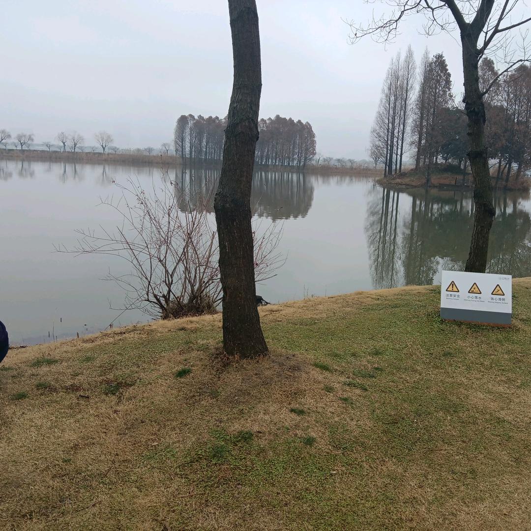 圆白菜
