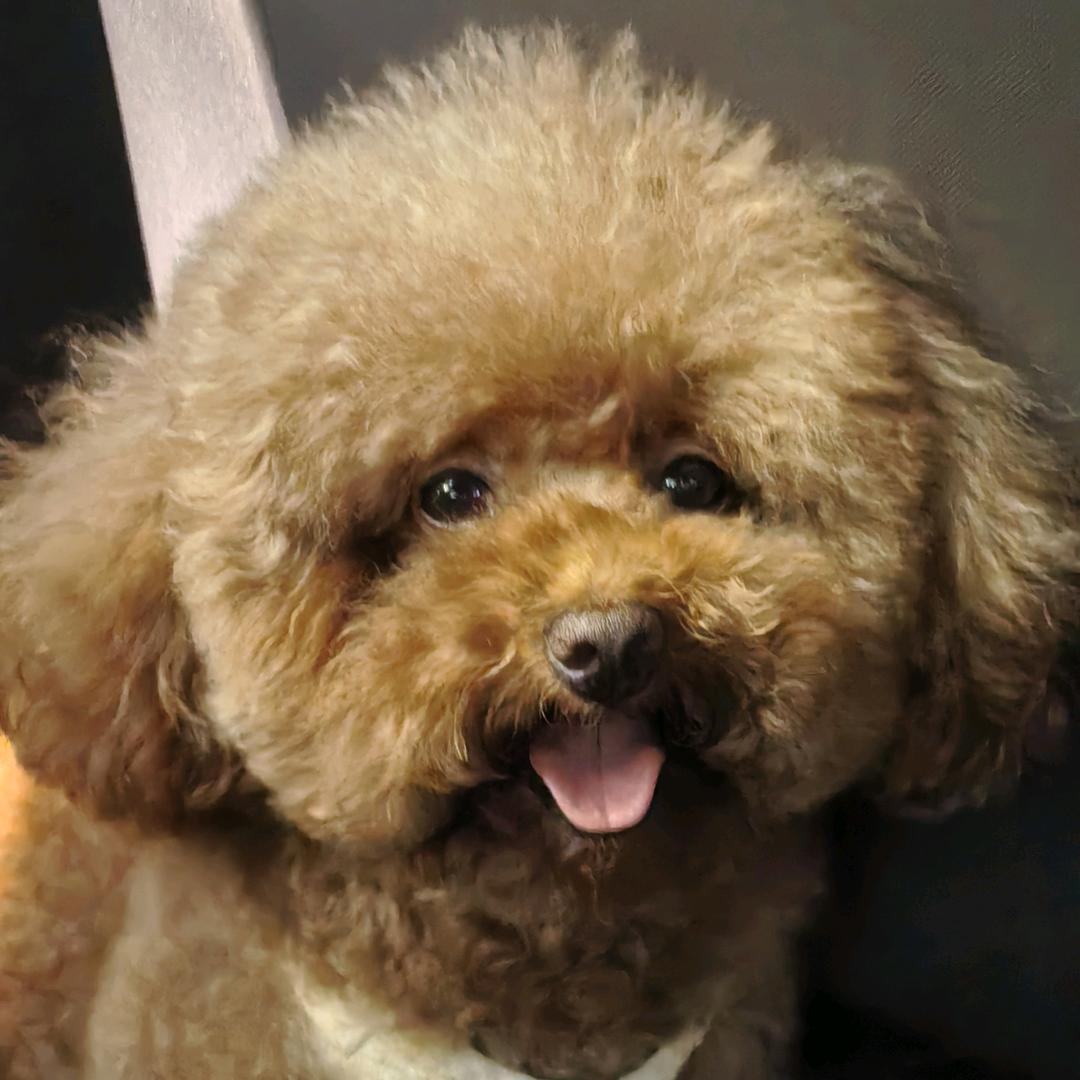 啾啾是个小狗
