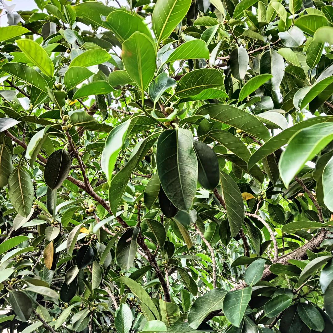 云淡风轻的日子