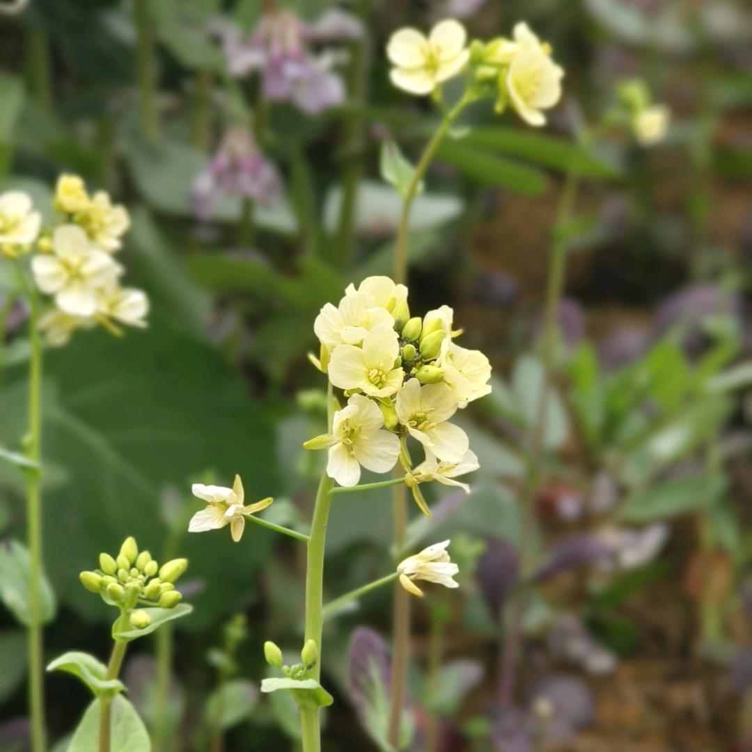 老斑鸠是软脚虾
