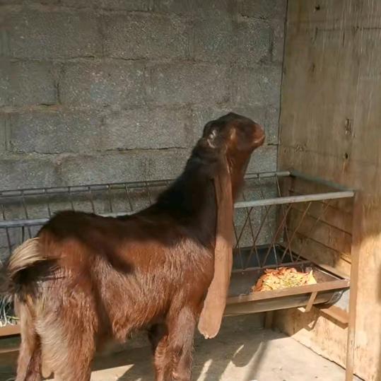 张高峰本地山羊