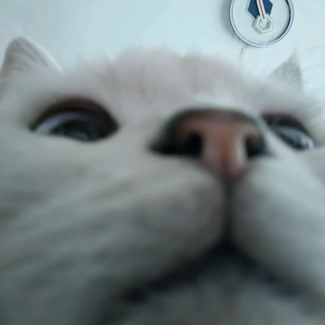 喵