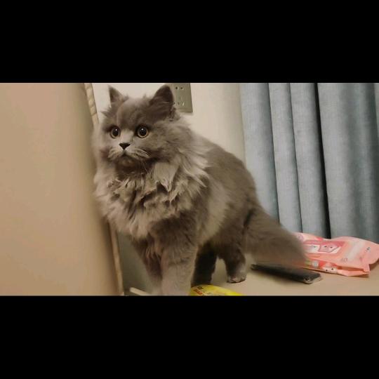 猫咪家