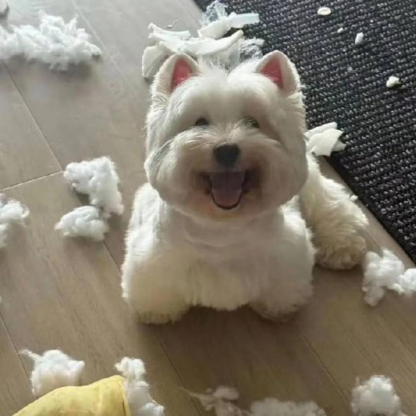 啵啵⭕